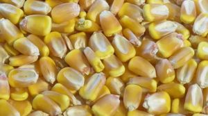Урожай зернових перевищить минулорічний завдяки кукурудзі