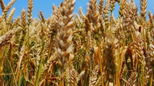 На Полтавщині висіяли вітчизняні сорти озимої пшениці