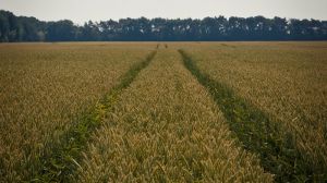 Аграрії Чернігівщини віддають перевагу сортам зернових інтенсивного типу