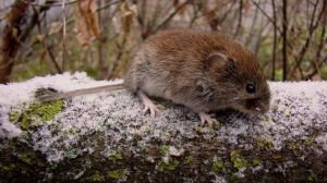 Майбутньому врожаю загрожують миші