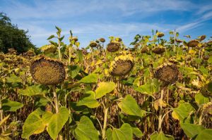 На Чернігівщині найрентабельнішими є кукурудза та соняшник, проте знайдуть місце й для нішевих культур