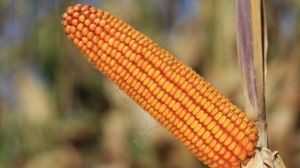 КВС-УКРАЇНА представляє новий каталог гібридів кукурудзи