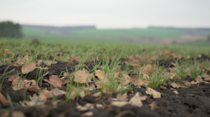 Від гризунів оброблено тисячі гектарів сільгоспугідь, найбільше — в Херсонській та Одеській областях