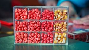 Європейське агентство з безпеки продуктів харчування схвалює Enlist-гібриди кукурудзи та сої