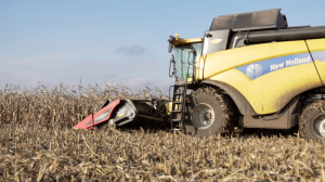 В Україні залишаються незібраними понад 600 тис. га кукурудзи