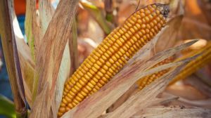 Гібриди кукурудзи UNIQUE DENT від KWS показали на Житомирщині високу урожайність
