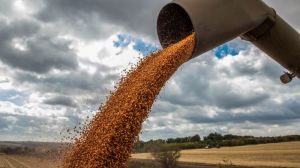На полігоні компанії «МАЇС» зафіксовано урожайність кукурудзи у 205 ц/га