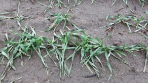 На Сумщині зійшло 96% озимих зернових та 100% ріпаку