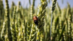 Monsanto оголошує про нову стратегію біологічного захисту рослин