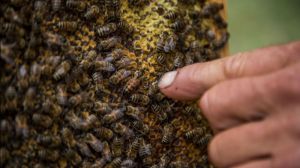 Бджоли здатні переносити вірус зеленої крапчатої мозаїки