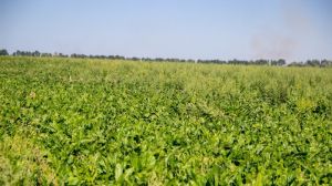 Сівозміна та агротехнічні методи допоможуть боротись з раундап-стійкими бур'янами