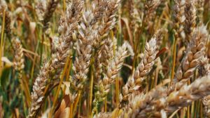 Вчені винайшли спрей, що збільшує зерна пшениці на 20%