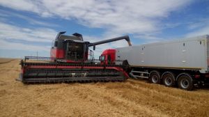 Зменшення виробництва пшениці в Україні компенсовано більшим урожаєм кукурудзи та ячменю