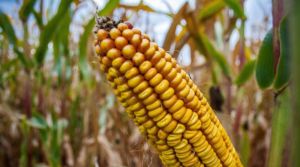 У Замбії захищати кукурудзу буде військова авіація