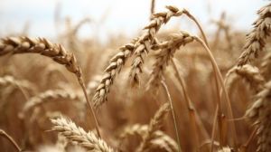 Група АГРОТРЕЙД зібрала 300 тис. т зернових в 2016 році