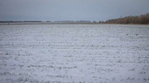 Інститут землеробства НААН відзвітував про стан посівів у Київській області