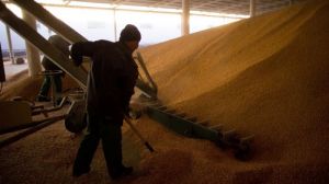 Чернігівські аграрії отримали найбільший валовий врожай в історії області