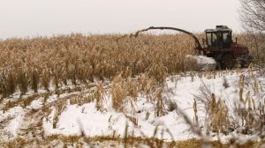 В Білорусі також збирають кукурудзу під снігом