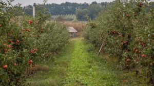 На Полтавщині збирають достатньо картоплі та овочів, а от фрукти і ягоди в дефіциті