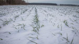Озима пшениця в Полтавській області зимує добре