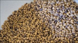 З 1 січня змінились міжнародні правила аналізу схожості насіння сої
