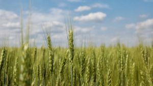 Полтавщина лідирує за валовим урожаєм зернових, збором сої та кукурудзи