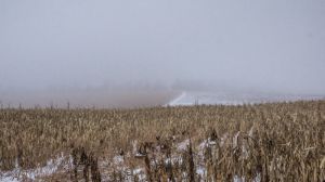 «Озиму» кукурудзу збирають і в Росії