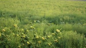 Навесні Agrosfera представить в Україні два нових гербіциди
