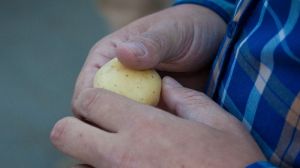 Аграрії говорять про неврожай картоплі — мінАПК стверджує протилежне