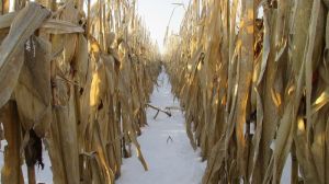 Зимостійкість кукурудзи KWS  виявилась доброю
