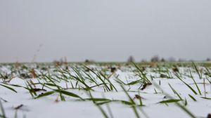 Харківські агрономи навчились мінімізувати вплив погодних умов