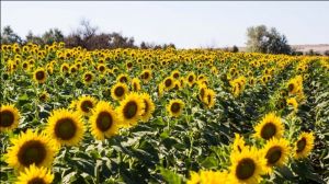 В Україні виробництво соняшнику збільшилось на 21,7%