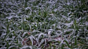 На Житомирщині вимерзання озимим не загрожує