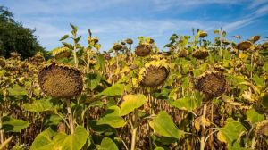 Рівненщина й Волинь збільшили виробництво соняшника більш ніж утричі