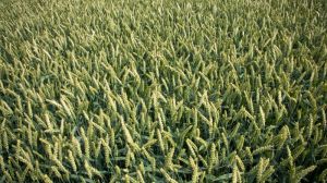 Агрономи Херсонщини віддали перевагу вітчизняним сортам озимої пшениці