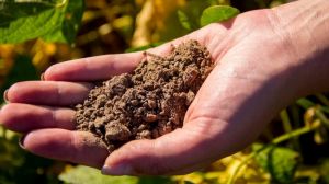 В Україні ґрунти різко втрачають гумус