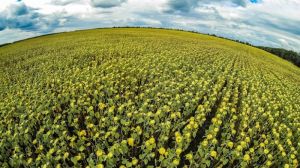 На Черкащині сільгоспвиробникам рекомендують оптимізувати сівозміни