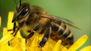 EFSA підтвердило негативний вплив клотіанидіна і імідаклоприду на бджіл