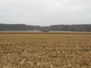 Збирання кукурудзи в Полтавській області призупинено