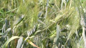 Яре тритикале може бути альтернативою пшениці в органічному виробництві