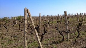 В окупованому Криму знищать більше 300 га виноградників