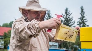 У США запатентували доставку пестицидів на поля за допомогою бджіл