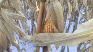На Кіровоградщині селяни занепокоєні через незібрану кукурудзу