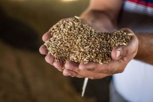Що посприяло високій урожайності озимих зернових на Півдні України