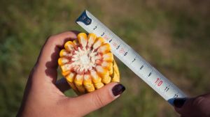 Наявність вологи — головний лімітуючий фактор для кукурудзи