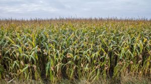 Площі під кукурудзою на Вінниччині зростуть на більш ніж 40 тис. га