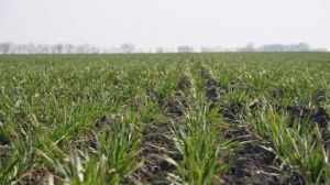 На Житомирщині зійшло практично 100% озимих зернових