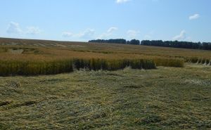 Хмельницька область стала другою по врожайності зерна