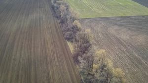 Два райони Вінниччини посіяли ранні ярі та перейшли до сівби кукурудзи