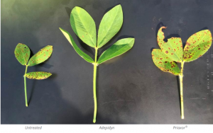 Ефективність застосування Adepidyn™ при плямистості листя 